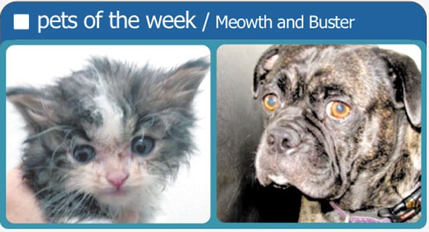 Pets-of-the-week