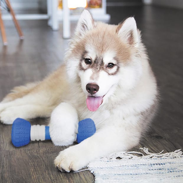 Dog-posing-with-GoBone