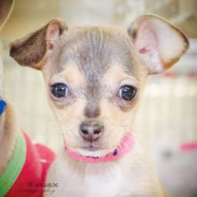 Pet of the week • 02-07-14