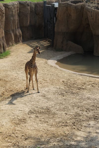 World-famous Dallas Zoo giraffe Kipenzi dies