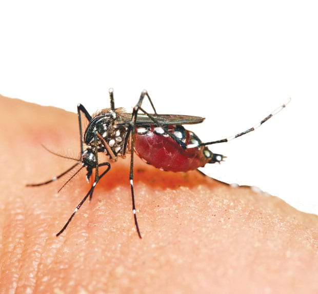 Chikungunya virus seen in Dallas