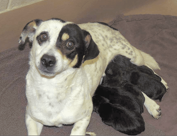 Mama Trinity and her pups need a helping hand, and you can get beautiful art!
