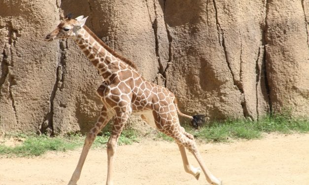 Witten makes Dallas Zoo debut