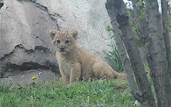 Bahati makes her first appearance at Dallas Zoo