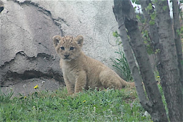 Bahati makes her first appearance at Dallas Zoo