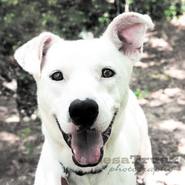 Pet of the week • 08-21-15