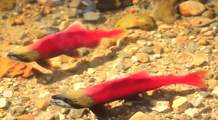 Some salmon are gay