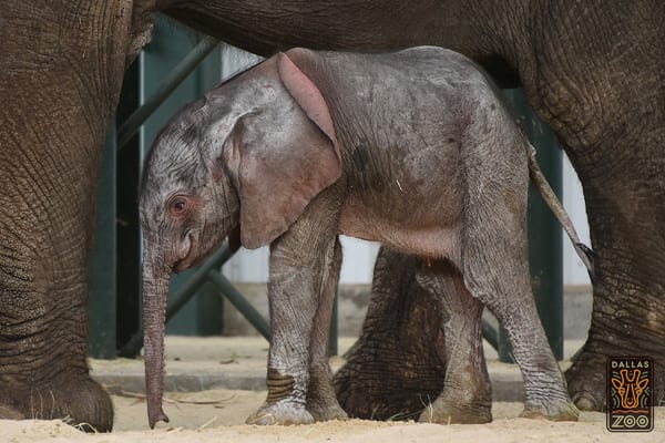 Dallas Zoo welcomes baby elephant