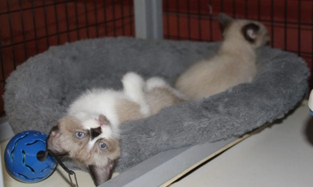 Texas Siamese Rescue desperately needs financial help after funds stolen