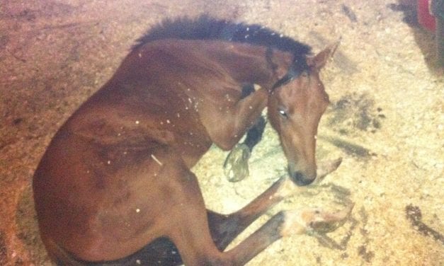 PHOTOS: Gay-run Ranch Hand Rescue receives 6 beaten and neglected horses
