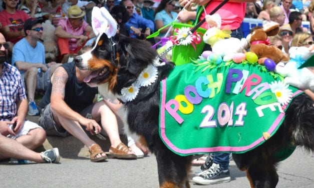 Pooches steal hearts in parade