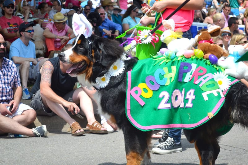 Pooches steal hearts in parade