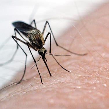 Aerial mosquito spraying could pose risks to people with HIV/AIDS