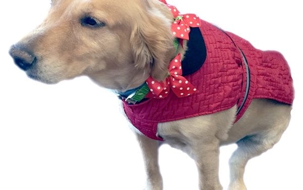2014 Holiday Gift Guide online special: Doggy styling