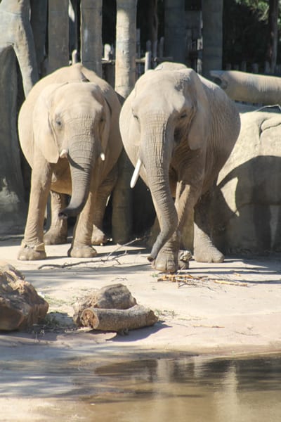 New elephants gaining weight and adjusting to their new home