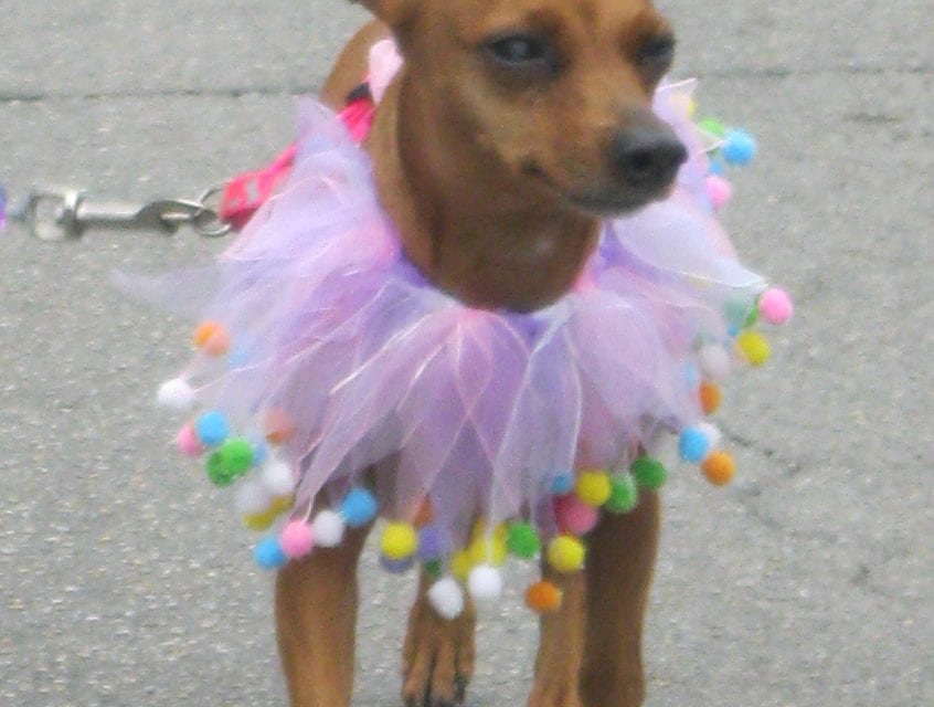 Howl-o-ween Yappy Hour in Lee Park