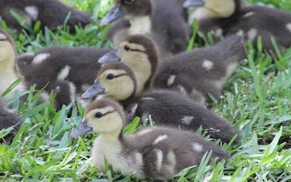 Is Oak Lawn worth saving? The Maple Springs ducks think so