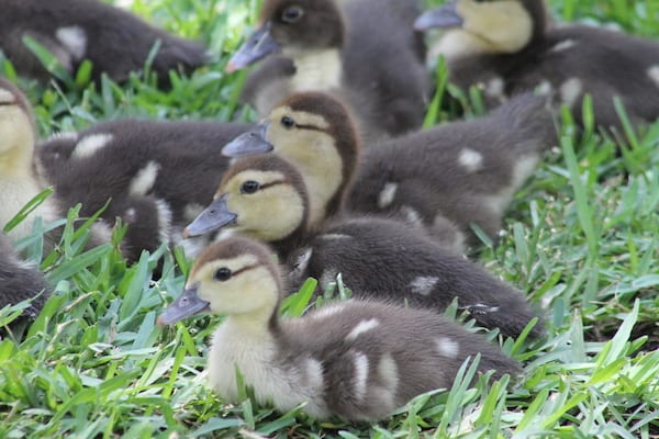 Is Oak Lawn worth saving? The Maple Springs ducks think so