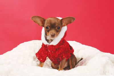 Holiday Gift Guide 2014: Barks and Wags
