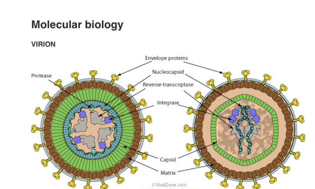 SMU study finds possible new way to treat HTLV-1 virus