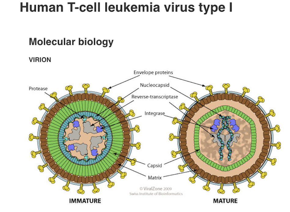 Вирусы т-клеточной лейкемии человека. Человеческий вирус т-клеточной лейкемии (HTLV). HTLV вирус. HTLV-1. Вирус human