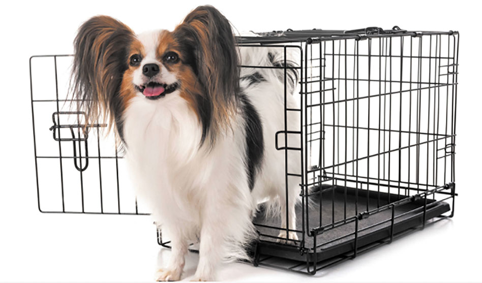 Pet of the Week: SPCA of Texas’ Pet Tip of the Week: Crate training