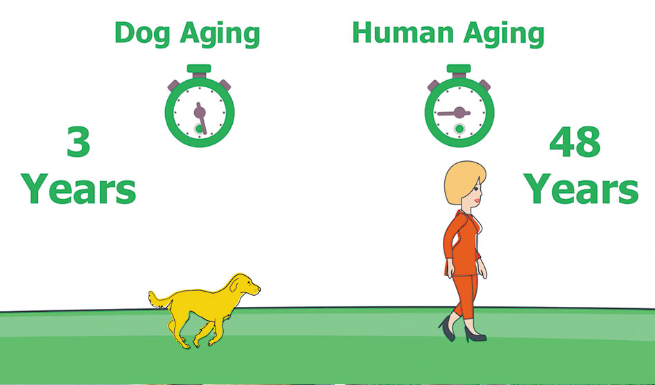 Your dog may be older than you think
