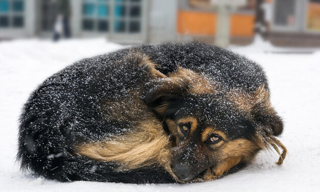 SPCA offers cold weather safety tips for pets