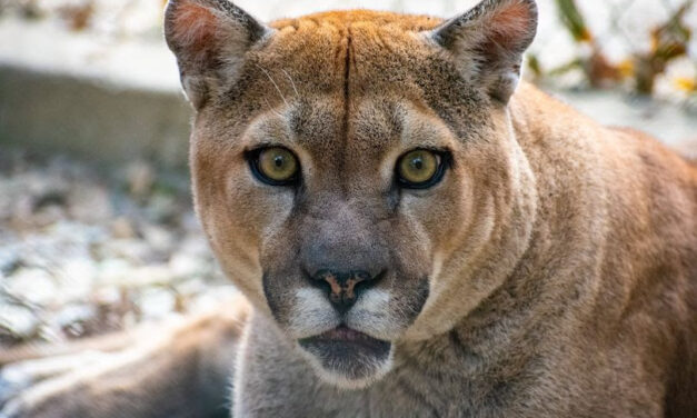 Cougar at In-Sync Exotics tests positive for COVID-19