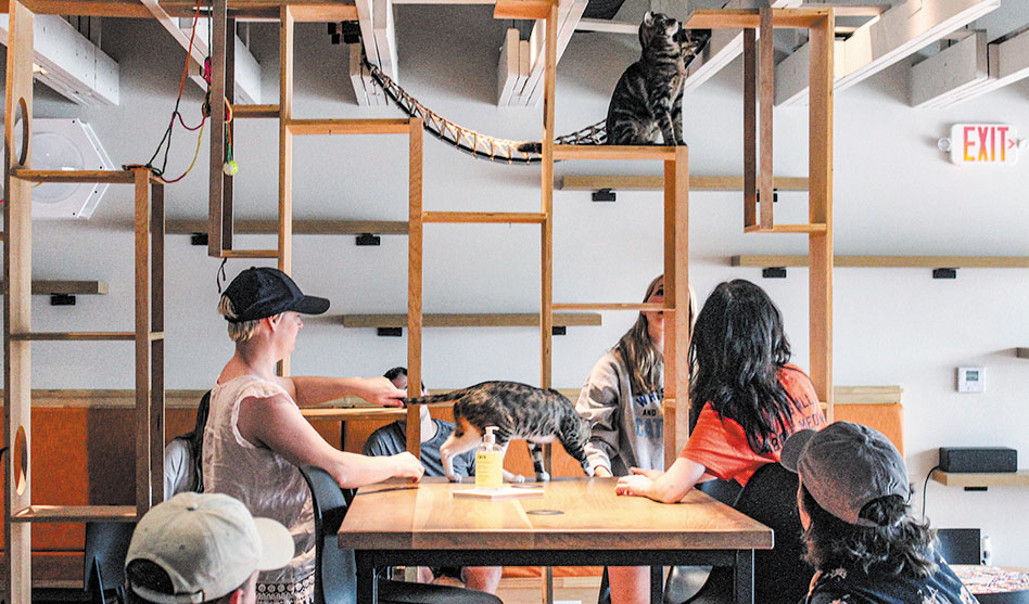 Cat lovers head over to Whiskers and Soda Cat Cafe right meow