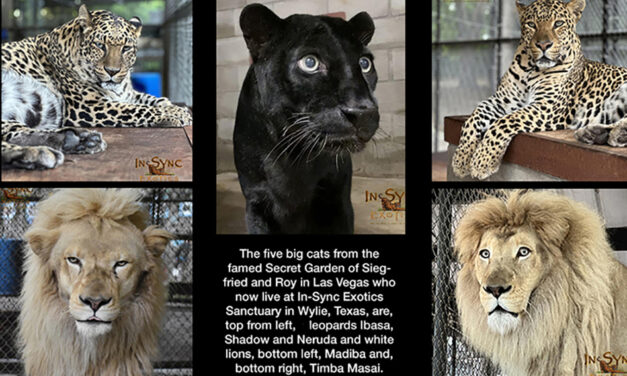 In-Sync Exotics new home to Siegfried and Roy white lions, leopards