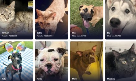 Dallas Animal Services, at capacity with dogs, offering gift cards to certain adopters this weekend